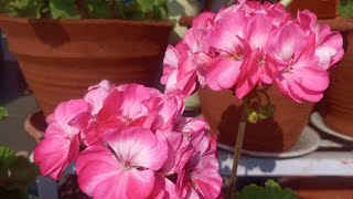 yespali ko mero garden ma fuleko geranium yesto vacha subscribe ♥️🙏 [upl. by Ycrem]