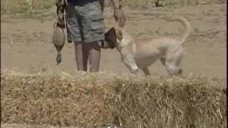 Yellow Labrador Hunting Dog [upl. by Asilet759]