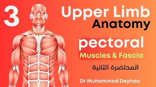 Upper limb Anatomy  lec 3  Pectoral Muscles amp clavipectoral Fascia  د محمد ضياء [upl. by Sutton]