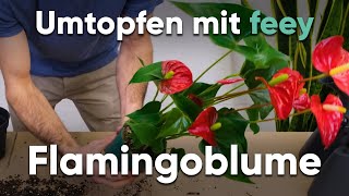 Wie topfe ich eine Flamingoblume um  Umtopfen mit feey [upl. by Lea85]