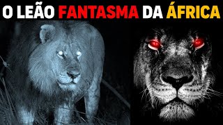 Leão  SIZANANI O LEÃO FANTASMA QUE EMOCIONOU A ÁFRICA [upl. by Asilahs]