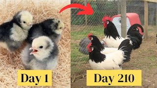 Lakenvelder Chickens Timelapse Transformation from CHICK Growth Day by Day to Lakenfelder Hühner [upl. by Wilde]