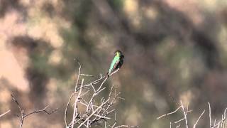 Hummingbird Colibri [upl. by Mendes]