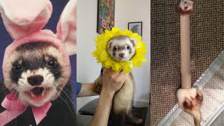 😂 Ferrets of Tiktok Compilation  Funny Ferrets videos  Funny ferret Fails  funny videos 2020 [upl. by Fillander]