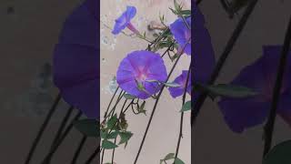 Morning Glory youtubeshorts terracegardening views shorts flowers gardening nature [upl. by Carline]