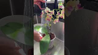 Growing Orchids in LECA Clay Pebbles orchids thegreenearth orchid [upl. by Hnid]