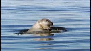 Swimming Great Male Polar Bear  Planet Earth  BBC Earth [upl. by Aaren938]