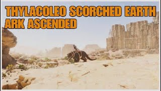 🐯 Ubicación THYLACOLEO SCORCHED EARTH ark survival ASCENDED  y como TAMEAR [upl. by Oiceladni]