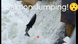 Salmon Jumping on the fish ladder 🎣 nature salmonrun livestream [upl. by Toland]