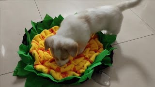 Puppy Going Crazy At His New Snuffle Mat [upl. by Hersh]