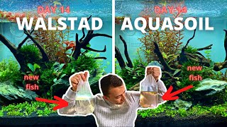 AQUASOIL VS DIRT UPDATE AFTER 2 WEEKS SMALL ISSUES AND BUYING NEW FISH [upl. by O'Meara]