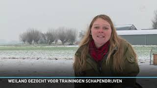 Weiland gezocht voor trainingen schapendrijven [upl. by Steven]