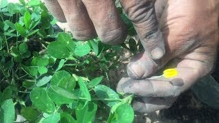 Como reproducir la planta Maní Forrajero Cacahuatillo Arachis pintoi [upl. by Inahc]