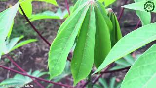 Manihot Esculenta Crantz  Vegetable Crops  🇵🇦 Panama [upl. by Animrelliug583]