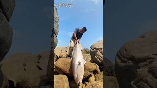 Fish fishing  Catching Fish  Big fish hunting। fishing। shorts fish fishingvideo fishcutting [upl. by Belicia]