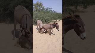 Big donkey animals wildlife trending youtubeshort [upl. by Stoller970]