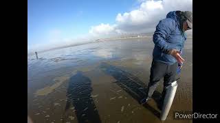 RAZOR CLAMMING on the OREGON COAST seaside [upl. by Adnuhser]