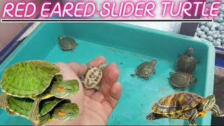 quotRed Eared Slider Turtle ki DekhbhaalEk Pura GuidequotRED EARED SLIDER TURTLE BASIC INFORMATION [upl. by Ashbaugh544]