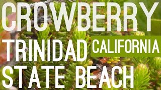 Crowberry Empetrum nigrum Trinidad State Beach California USA [upl. by Holden462]