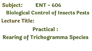 Practical Laboratory rearing of Trichogramma Species  Biological control  Trichogramma steps [upl. by Greenfield]