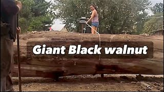 Loading a giant walnut into the trailer using a winch [upl. by Belamy]