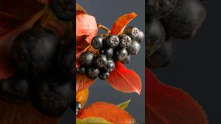 Chokeberries unbelievable superfood health [upl. by Conrado101]