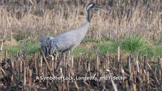 Common cranes I 4k I Diepholz in Germany 2024 [upl. by Ranit78]