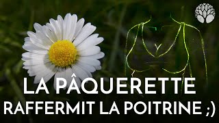 La pâquerette raffermit la poitrine mais pas que [upl. by Aenea]