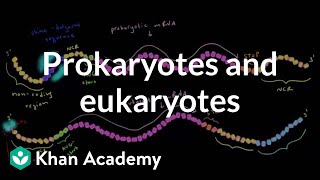 Differences in translation between prokaryotes and eukaryotes  MCAT  Khan Academy [upl. by Haelat780]