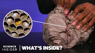 Whats Inside A Wasps Nest  Whats Inside [upl. by Rimaj]