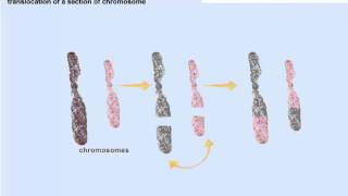 Chromosomal mutations [upl. by Atwahs]