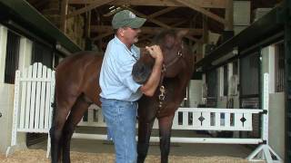 Beyond Horse Massage with Jim Masterson [upl. by Adnileb]