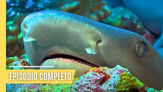 Oasis oceánicos puntos de encuentro misteriosos de la vida  Episodio Completo [upl. by Neffirg]