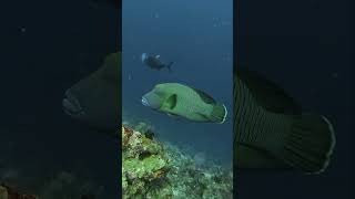 Humphead parrotfish at Sipadan scubadiving parrotfish sipadan [upl. by Akemyt]