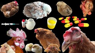 Poultry Diseases Symptoms Prevention and Treatment in Pakistan  DrArshad [upl. by Grani241]