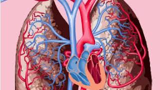 Pulmonary and systemic circulations [upl. by Eecart]