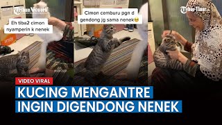 Viral Video Kucing Cemburu Mengantre Ingin Digendong Nenek [upl. by Ori752]