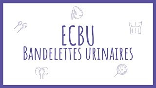 Sémiologie Urologique  Bandelette Urinaire amp ECBU [upl. by Abott554]