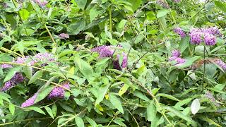 Soothing Pattering rain on Buddleia leaves and distant thunder  Relaxing sleep aid [upl. by Latashia]