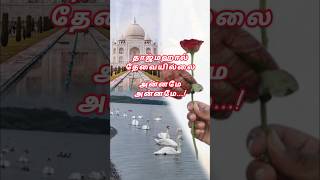 தாஜ்மஹால் தேவையில்லை அன்னமே அன்னமே trendingsong lovestatus lovesongstatus spbhits shortsfeed [upl. by Netsyrc]