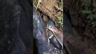 Maxa mardae kholama 🎣😱 fishing fishdish fish nature [upl. by Irual]