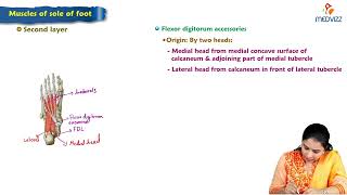 14 Muscles of sole of foot  Anatomy  MBBS Lecture [upl. by Ycniuqal]