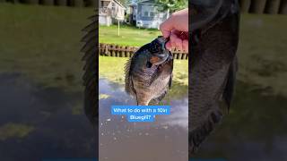 Would You Keep Him 🤷🏻‍♂️ WWYD fishing bluegill panfish fishbrainshane outdoors [upl. by Nhoj618]