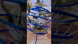 空氣鳳梨積水爛心 河豚 x AP小精靈 Tillandsia ehlersiana x ionantha AP air plants in Taiwan [upl. by Blasien]