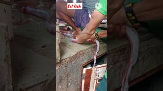 Eel Fish shorts fishvideo fishcutting fishmarket like subscribe [upl. by Leverett944]