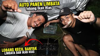 BUSET LOBANG KECIL BANYAK CHANNA LIMBATA DAN IKAN HIAS DISELOKAN RUMAHAN [upl. by Itoc]