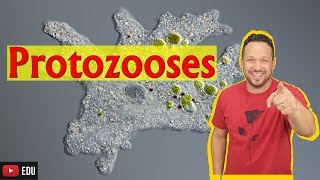 Protozooses  Protozoários  Biologia com o Tubarão [upl. by Hedva]