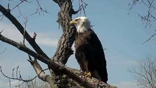 Decorah Eagles Mom and UME defending nest together 05 06 2018 [upl. by Phenice]