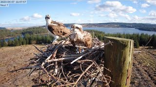 Kielder Ospreys Live Stream Nest 7 [upl. by Bethina847]