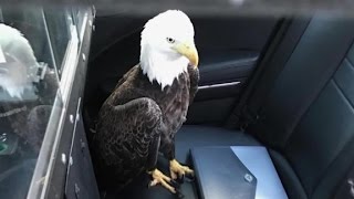 Trooper saves injured bald eagle with a bear hug [upl. by Uriel]